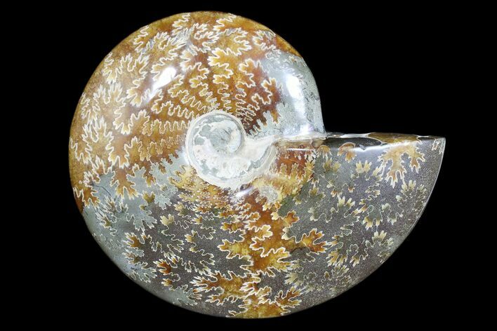 Polished Ammonite Fossil - Madagascar #173172